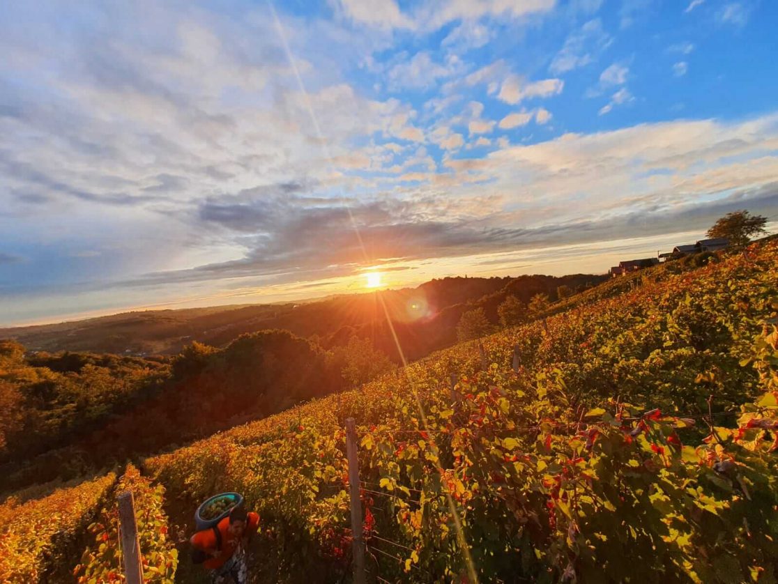 sveti Martin na Muri vinograd